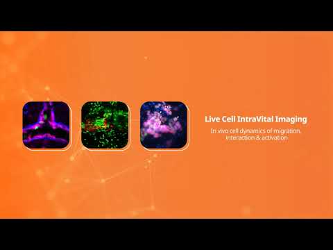 IntraVital Microscopy (IVM)