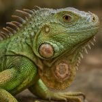 Dermatofytóza u zelených leguánů: Skryté hrozby a revoluční léčby odhaleny (2025)